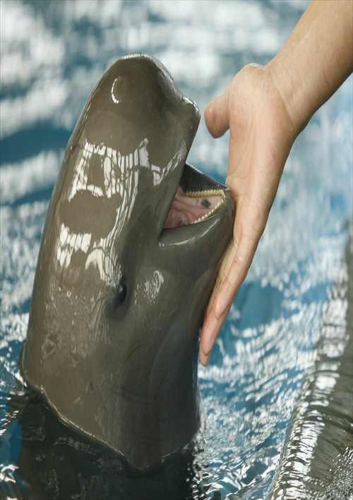 A porpoise interacts with a trainer at Wuhan Baji Aquarium in Central China's Hubei Province. Chinese scientists on Sunday launched a survey of the endangered finless porpoise in the country's largest river Yangtze. They are worried the freshwater mammal is on the verge of extinction. Photo: IC