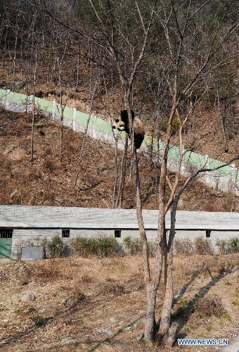 Three-year-old female Giant Panda 