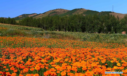 Photo taken on August 26, 2012 shows scenery in Chaihe scenic spot in Zalantun City, north China's Inner Mongolia Autonomous Region. Chaihe scenic spot is famous for its volcanic landform and primeval forest. Photo: Xinhua