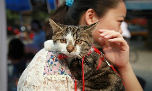 A stray dog and cat up for adoption. Photo: Courtesy of Chen Jia