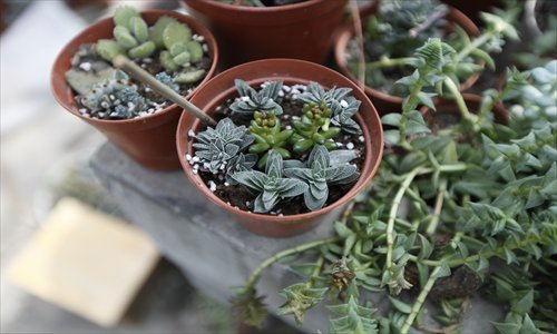 There is a booming interest in growing succulents among Shanghai's amateur gardeners. Photos: Cai Xianmin/GT