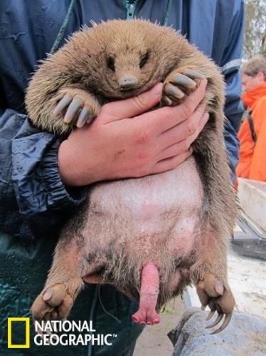 2. World’s weirdest penis studied (Source: sina.com.cn)