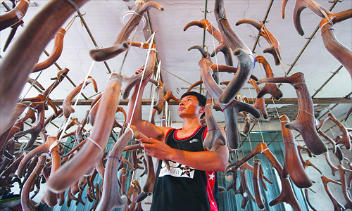 A worker checks the antlers after they have been boiled in Dongfeng county, Liaoning Province. Photo: CFP