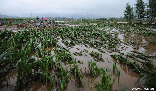 Plants are damaged by the flood in Daweizi village of Xiuyan County, northeast China's Liaoning Province, Aug. 5, 2012. Nearly 1.46 million people in Liaoning were affected by heavy rains and floods caused by Typhoon Damrey, authorities said Sunday. Photo: Xinhua