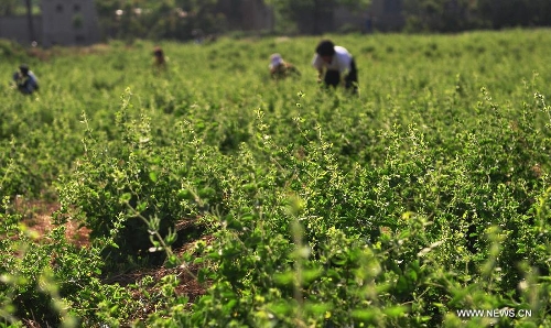 Farmers pick honeysuckle, a kind of herbal medicine, at a planting base in Liangjia Village of Binzhou City, east China's Shandong Province, May 20, 2013. (Xinhua/Dong Naide)