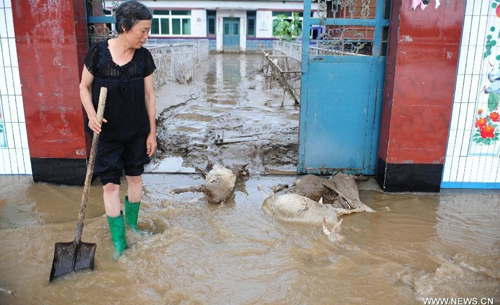 A villager looks at dead livestock at her house in Daweizi village of Xiuyan County, northeast China's Liaoning Province, Aug. 5, 2012. Nearly 1.46 million people in Liaoning were affected by heavy rains and floods caused by Typhoon Damrey, authorities said Sunday. Photo: Xinhua/Pan Yulong) 