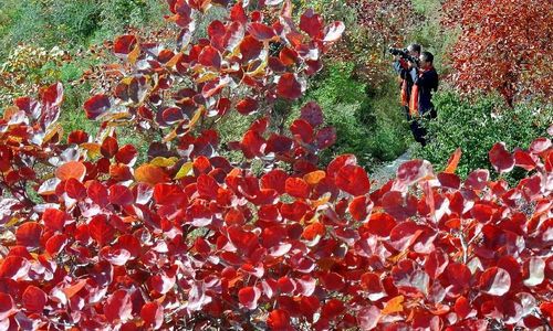 Tourists take photos of autumn red leaves in the Changshou Mountain Scenic Area in Gongyi, Central China's Henan Province, October 23, 2012. Photo: Xinhua