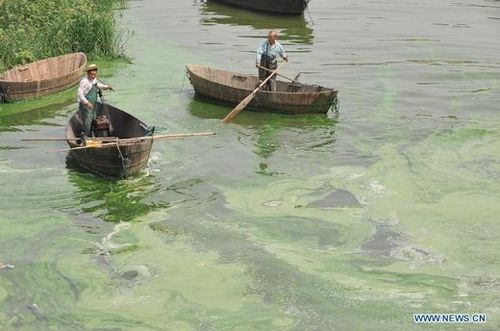 Fishermen paddle in the water of the Chaohu Lake, East China's Anhui Province, July 8, 2012. Blue-green algae gathered in Chaohu Lake recently due to the rising temperature. Photo: Xinhua