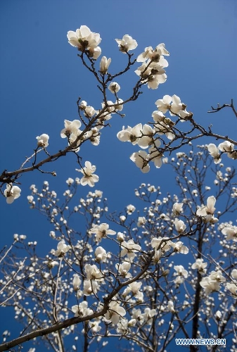 Photo taken on April 6, 2013 shows Magnolia flowers in full blossom in Beijing, capital of China. (Xinhua/Luo Xiaoguang) 