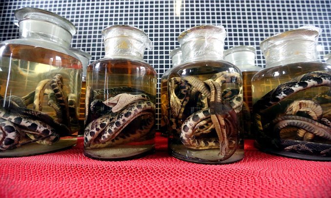Alcohol bottles containing snakes. Photo: GT/Yang Hui