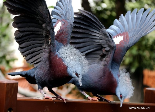 Two birds land on a balustrade in the aviary of Hong Kong Park in south China's Hong Kong, Jan. 8, 2013. The aviary, covering an area of 3,000 square meters, is located on a valley in the south of the park. (Xinhua/Li Peng) 