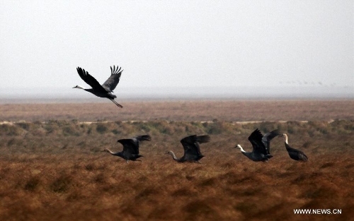 A flock of hooded cranes (Grus Monacha), one of China's Class-I State-Protected Species, are seen at the Shahu Wetland of the Poyang Lake, in Jiujiang City, east China's Jiangxi Province, Jan. 9, 2013. (Xinhua/Fu Jianbin) 