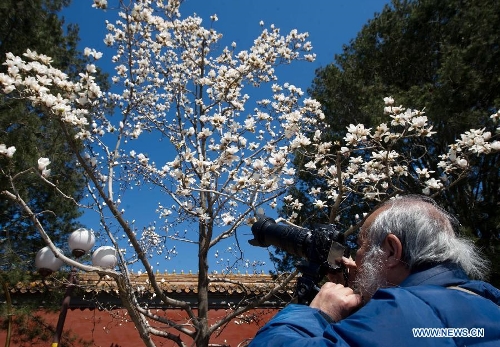 A man takes photos of Magnolia flowers in full blossom in Chang'an Avenue in Beijing, capital of China, April 6, 2013. (Xinhua/Luo Xiaoguang) 
