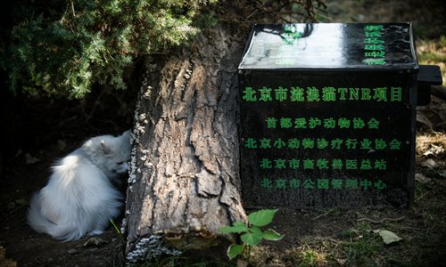 A cat hides behind a tree near a Beijing Zoo-approved shelter Tuesday. Photo: Li Hao/GT