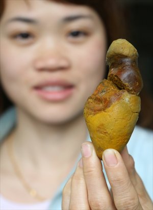 A woman holds a piece of calculus bovis found in Rongshui, South China's Guangxi Zhuang Autonomous Region Thursday. These ox bezoars, or niuhuang in Chinese, are dried gallstones of cattle used in Chinese herbology and believed to remove toxins from the body. Calculus bovis is currently sold at 180,000 yuan ($29,032) per kilogram. Photo: CFP