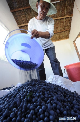 A farmer pours harvested blueberries onto the floor of a storeroom in Jianshan Village, the Yongchuan District of Chongqing, southwest China, May 21, 2013. Blueberry production in the village reached 10, 000 kilograms in 2012, bringing a production value of more than 2 million yuan (320,000 dollars).(Xinhua/Li jian) 