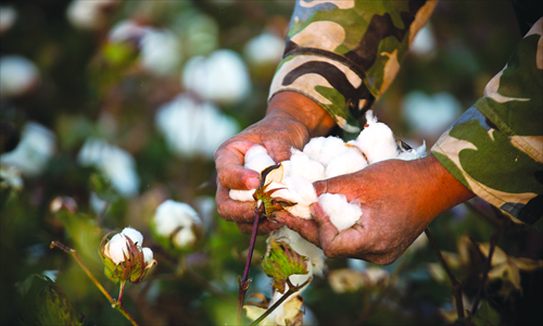 A migrant worker picking cotton, dubbed the white gold, on the farms. Photo: Wu Jiaxiang
