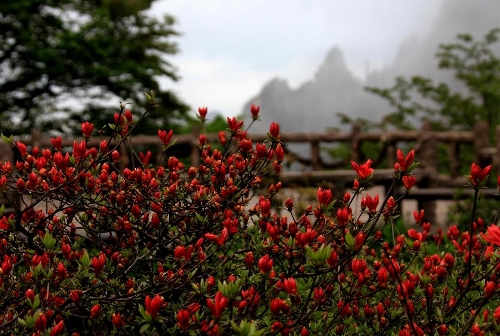 &nbsp;Photo taken on May 7, 2013 shows the azaleas blossom at the Huangshan Mountain scenic spot in Huangshan City, east China's Anhui Province. (Xinhua/Shi Guangde)