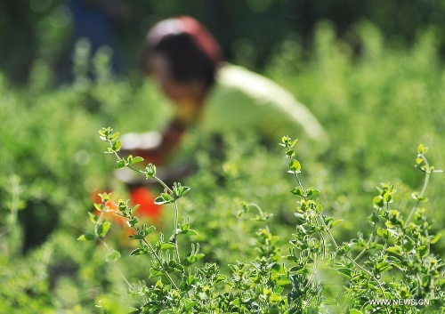 A farmer picks honeysuckle, a kind of herbal medicine, at a planting base in Liangjia Village of Binzhou City, east China's Shandong Province, May 20, 2013. (Xinhua/Dong Naide)  