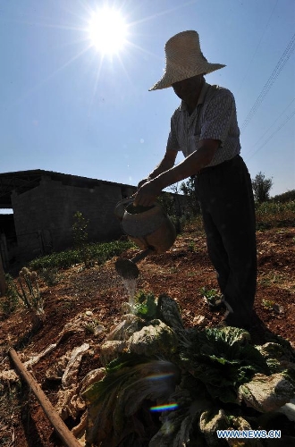  Farmer Zhao Tingxing waters the drought-hit vegetables in Shilin County of southwest China's Yunnan Province, Feb. 27, 2013. About 600,000 people are facing shortage of drinking water amid severe drought that hit southwest China's Yunnan Province for the fourth straight year, and the current drought has affected 5.11 million mu of cropland in the province China's drought relief authority said Feb. 21, 2013. (Xinhua/Lin Yiguang)  