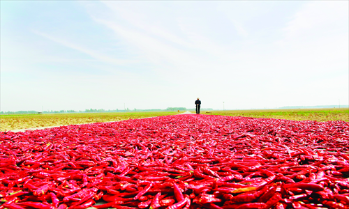 A farmer in Anyang, Central China's Henan Province dries chili peppers Tuesday. October is the harvest season for chili pepper. However, this year's wholesale prices for chili pepper have dropped around 76 percent year-on-year to some 0.6 yuan ($0.10) per kilogram, driven by severe oversupply, according to a report by China Central Television. Photo: CFP 