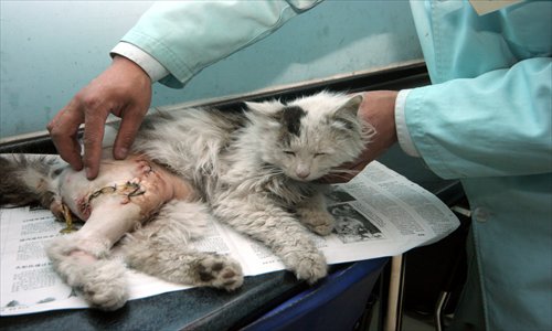 A maltreated cat receives some kind attention from a vet in Beijing. Photo: CFP
