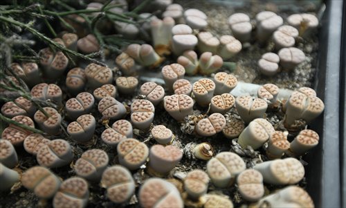 There is a booming interest in growing succulents among Shanghai's amateur gardeners. Photos: Cai Xianmin/GT