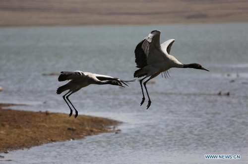  Black-necked cranes are seen at the Dashanbao Black-Necked Crane National Nature Reserve in Zhaotong, southwest China's Yunnan Province, March 22, 2013. Dashanbao Reserve is the biggest wintering habitat for black-necked cranes in China. (Xinhua/Liang Zhiqiang)  