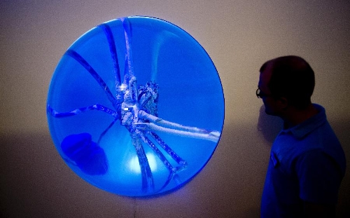 A 15 kilos weight giant crab swims as a worker walks by in an aquarium in Scheveningen, the Netherlands, on July. 3, 2013. (Xinhua/Robin Utrecht) 