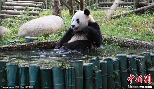 A giant panda sat in a small pond while playing with water to cool itself in a zoo in Wuhan, Central China's Hubei Province on July 11, 2012. Photo: CFP