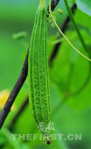 Loofah. (Photo: gmw.cn)