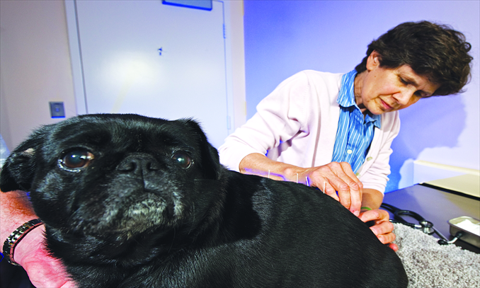 Veterinarian Marilyn Khoury inserts several acupuncture needles into the back of Rosko, an 8-year-old pug with back mobility problems, in Fairfax, Virginia, US. Photo: IC