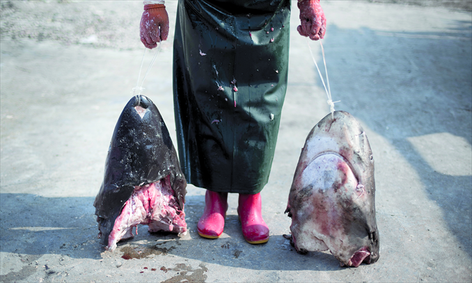 A worker drags the heads of two sharks at a shark fin factory in the town of Puqi, Zhejiang Province. Photo: CFP