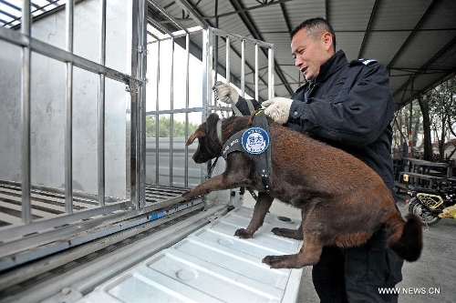Police dog Dongdong gets on a police car to perform her duty at Police Dog Base of Chengdu Railway Public Security Office in Chengdu, capital of southwest China's Sichuan Province, Feb. 20, 2013. It is the first time for the 4-year-old female Labrador to be on duty during the Chinese New Year holidays here and she was responsible for sniffing out explosive devices and materials. (Xinhua/Xue Yubin)  