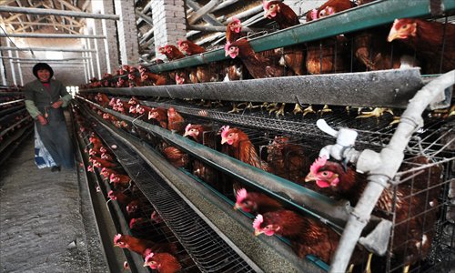 A poultry farmer in Zouping county, Shandong Province checks her chickens on Monday. Farmers have raised the alarm over poultry after three H7N9 bird flu cases were detected in Shanghai and Anhui, which led to two deaths. Photo: IC