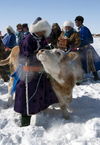 Herdsmen decorate a bull in celebration of the traditional livestock prosperity festival at Hexigten Banner in Chifeng, north China's Inner Mongolia Autonomous Region, Feb. 21, 2013. The festival is a special day typically held around the Spring Festival, on which nomadic Mongolians celebrates the 