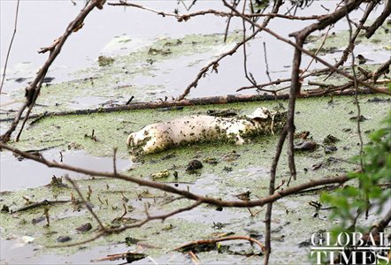 Concern is mounting as to how the dead pigs have contaminated the water. Photo: Yang Hui / GT