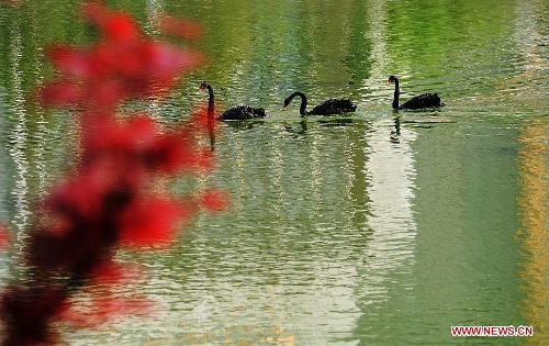 Waterfowls swim in the Three Gorges Reservoir in Yunyang County in southwest China's Chongqing, March 30, 2013. Improved environment near the reservoir has allowed superb conditions for birds to live. (Xinhua/Chen Jianhua)