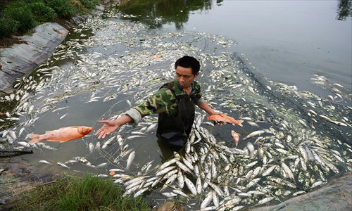 Ou Guangyun clears dead fish from a fish farm he owns in Chengdu, Sichuan Province on May 22. Almost all the fish in his two ponds died from polluted water suspected to have come from factories further up the river. Photo: CFP