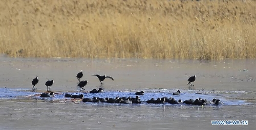 Photo taken on Jan. 7, 2013 shows the scenery of the Lhalu Wetland in Lhasa, capital of southwest China's Tibet Autonomous Region. The Lhalu Wetland is China's unique urban natural inland wetland with the highest altitude and largest acreage in the world. (Xinhua/Liu Kun)&nbsp; 