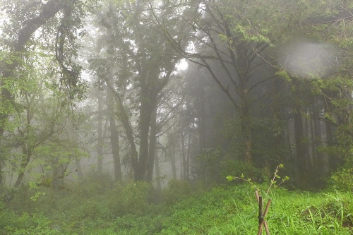 Located in the northeast of Jiayi in Taiwan Province, Ali Mountain is the general name of the 18 hills including Zhu Hill and Tower Hill. The highest peak is Tower Hill with a height of 2,663 meters. Ali Mountain is renowned for its five rare sights including the sunrise, the Ali Mountain forest railway, the famous Alishan sacred tree, the grand sea of clouds, and fragrant cherry blossom. (Photo:China.org.cn)