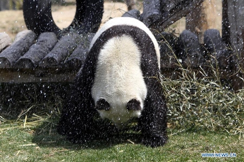  Photo taken on April 13, 2013 shows the panda named 