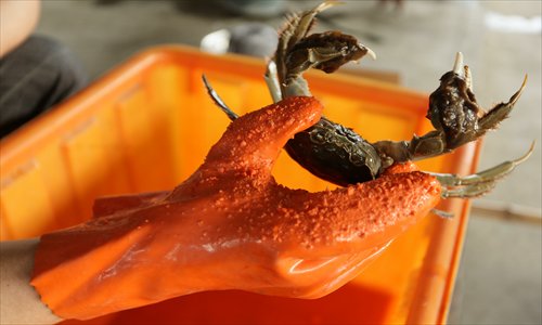 A hairy crab from Yangcheng Lake in Suzhou, Jiangsu Province Photo: CFP