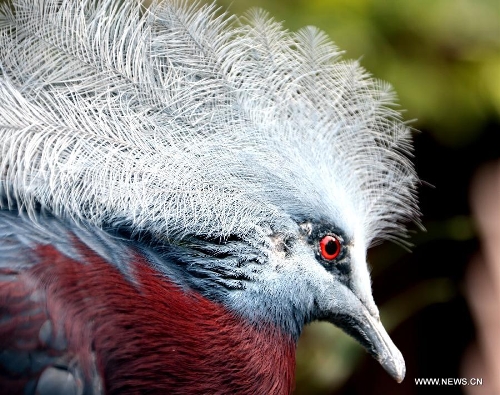 A bird is seen in the aviary of Hong Kong Park in south China's Hong Kong, Jan. 8, 2013. The aviary, covering an area of 3,000 square meters, is located on a valley in the south of the park. (Xinhua/Li Peng) 