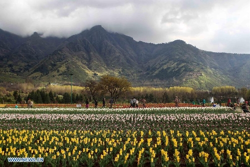 (130403) -- SRINAGAR, April 3, 2013 (Xinhua) -- Tourists stroll along the beds of tulips in a tulip garden in Srinagar, summer capital of Indian-controlled Kashmir, April 3, 2013. The Tulip Garden in Indian-controlled Kashmir has become the prime attraction for visiting foreign and domestic tourists, officials said. (Xinhua/Javed Dar) (130403) -- SRINAGAR, April 3, 2013 (Xinhua) -- A tourist takes photographs of a woman amid tulips in a tulip garden in Srinagar, summer capital of Indian-controlled Kashmir, April 3, 2013. The Tulip Garden in Indian-controlled Kashmir has become the prime attraction for visiting foreign and domestic tourists, officials said. (Xinhua/Javed Dar) (130403) -- SRINAGAR, April 3, 2013 (Xinhua) -- Tourists stroll along the beds of tulips in a tulip garden in Srinagar, summer capital of Indian-controlled Kashmir, April 3, 2013. The Tulip Garden in Indian-controlled Kashmir has become the prime attraction for visiting foreign and domestic tourists, officials said. (Xinhua/Javed Dar) (130403) -- SRINAGAR, April 3, 2013 (Xinhua) -- A tourist takes photographs of his son amid tulips in a tulip garden in Srinagar, summer capital of Indian-controlled Kashmir, April 3, 2013. The Tulip Garden in Indian-controlled Kashmir has become the prime attraction for visiting foreign and domestic tourists, officials said. (Xinhua/Javed Dar) 
