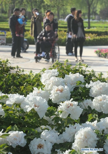 Visitors walk past peony flowers at a park in Luoyang City, central China's Henan Province, April 10, 2013. (Xinhua/Wang Song) 