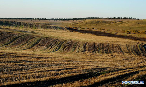 Photo taken on September 18, 2012 shows the scenery of wheat field in New Barag Left Banner of Hulunbuir city, North China's Inner Mongolia Autonomous Region. Photo: Xinhua