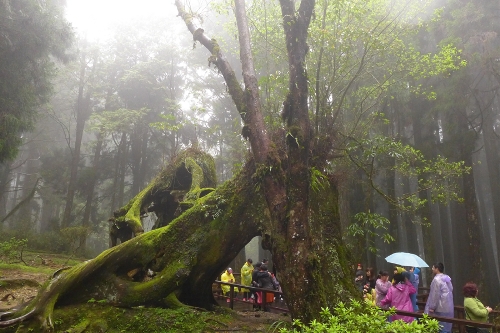 Located in the northeast of Jiayi in Taiwan Province, Ali Mountain is the general name of the 18 hills including Zhu Hill and Tower Hill. The highest peak is Tower Hill with a height of 2,663 meters. Ali Mountain is renowned for its five rare sights including the sunrise, the Ali Mountain forest railway, the famous Alishan sacred tree, the grand sea of clouds, and fragrant cherry blossom. (Photo:China.org.cn)