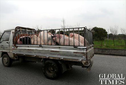 Cars carrying pigs are commonplace on roads outside Henggang village. Photo: Yang Hui / GT