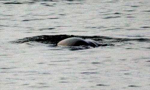 A Yangtze finless porpoise swims in the Yangtze River in Nanjing in November. Photos: CFP
